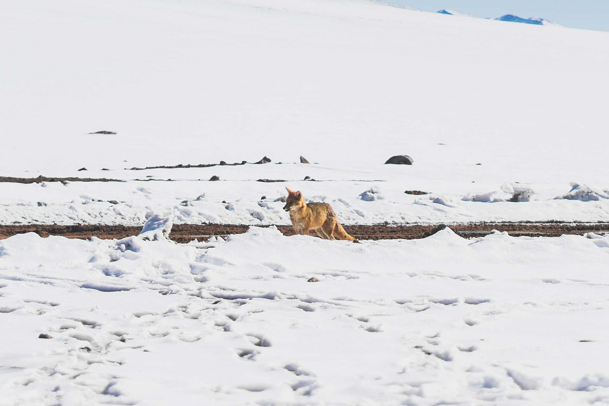 An Andean fox in the snow of the Bolivian altiplano