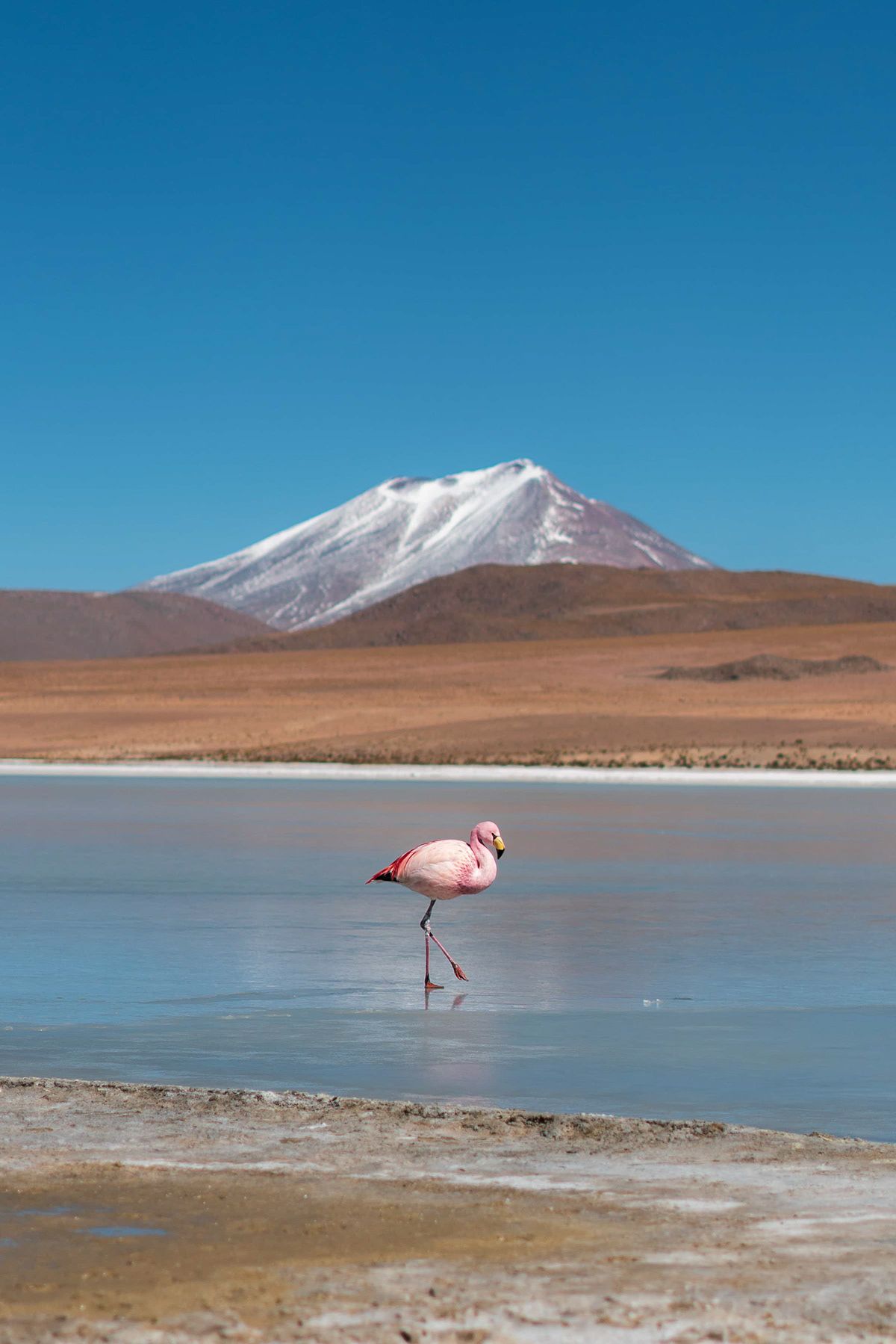 A flamingo wading in a mineral colored lagoon in the Bolivian altiplano