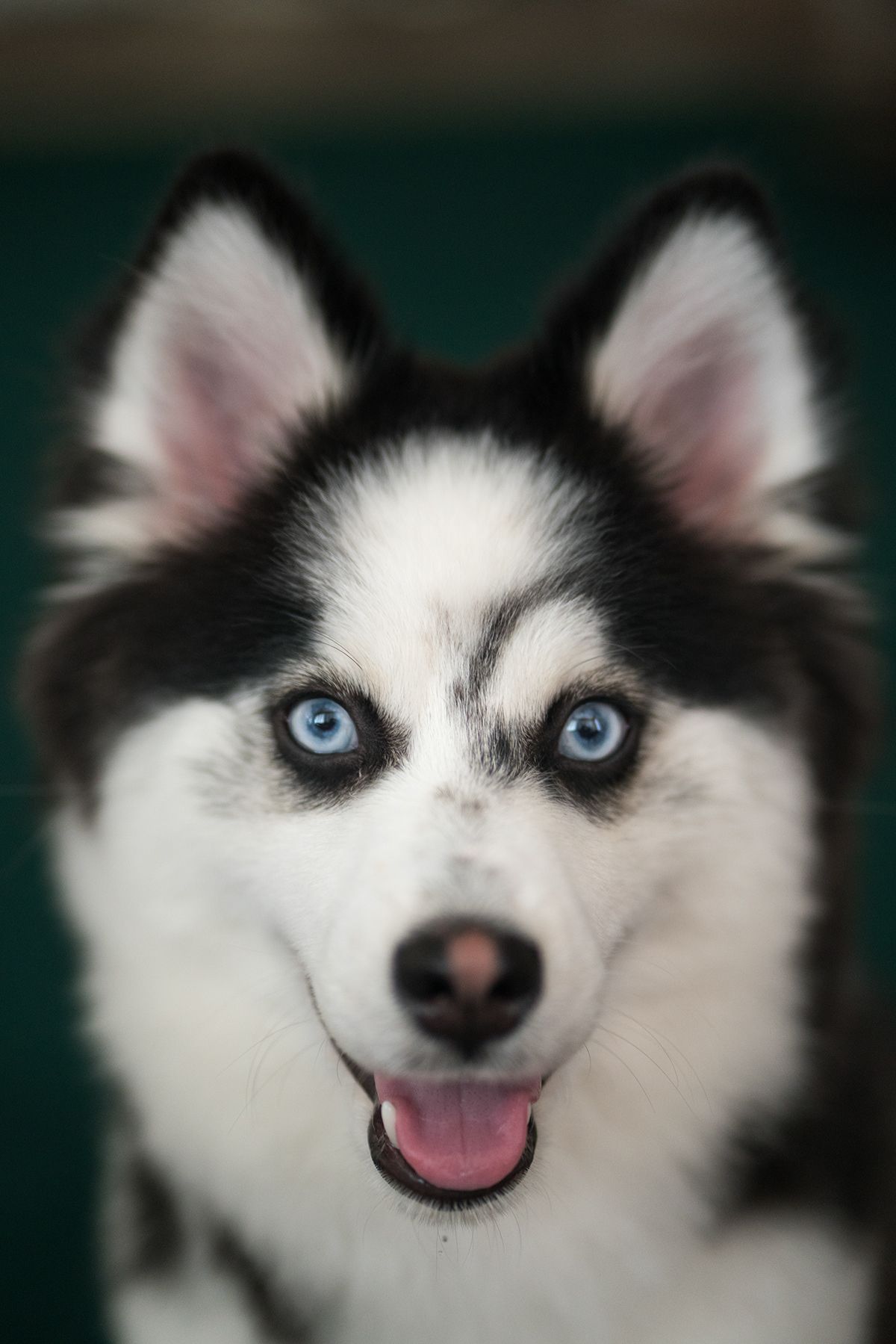 Animals & Pets. Photograph by Jonathan Byrne.