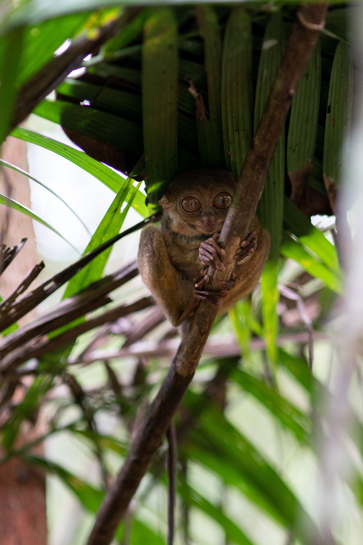 Bohol, Philippines. Photograph by Jonathan Byrne.