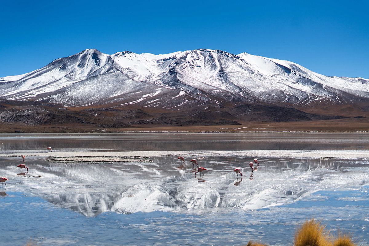 Snow capped peaks reflected in an altiplano lagoon with flamingos, Bolivia