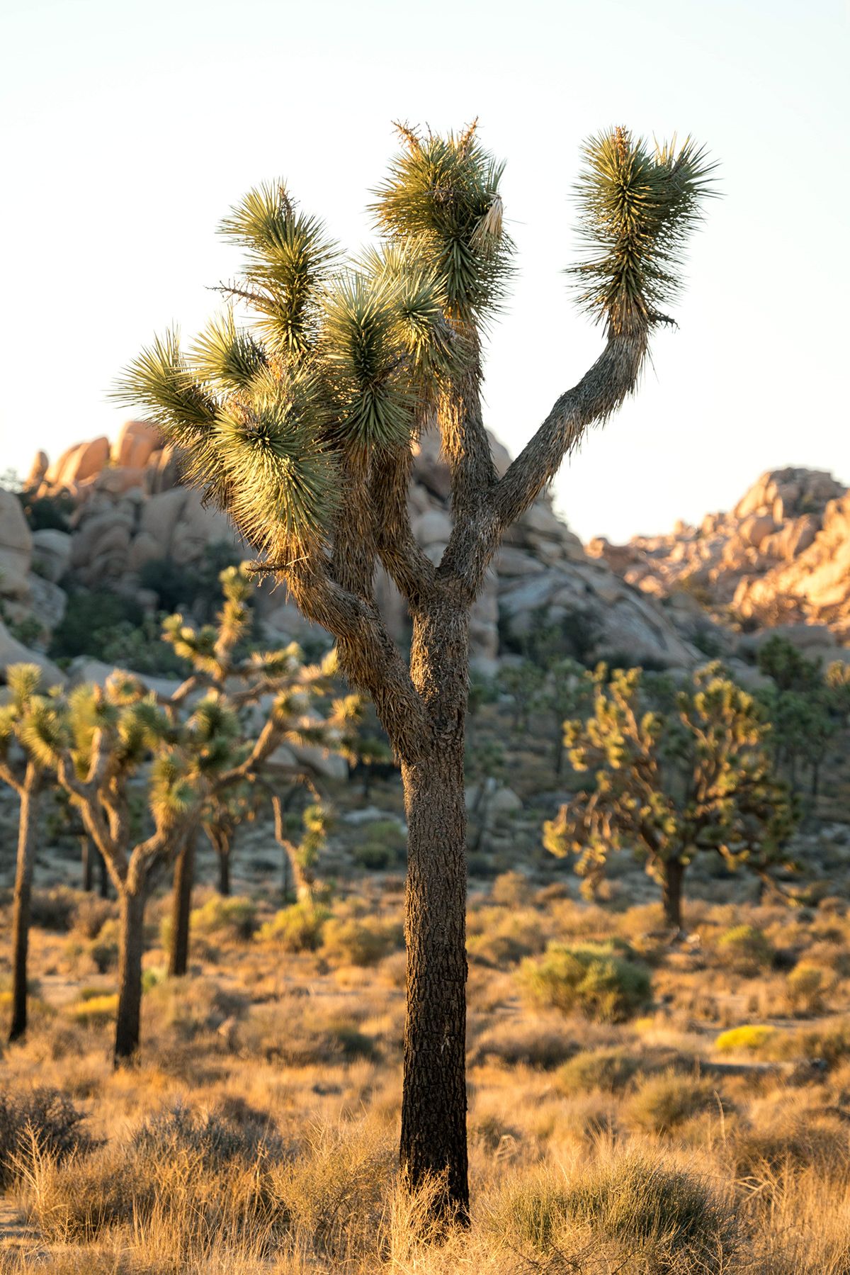 Joshua Tree, USA. Photograph by Jonathan Byrne.