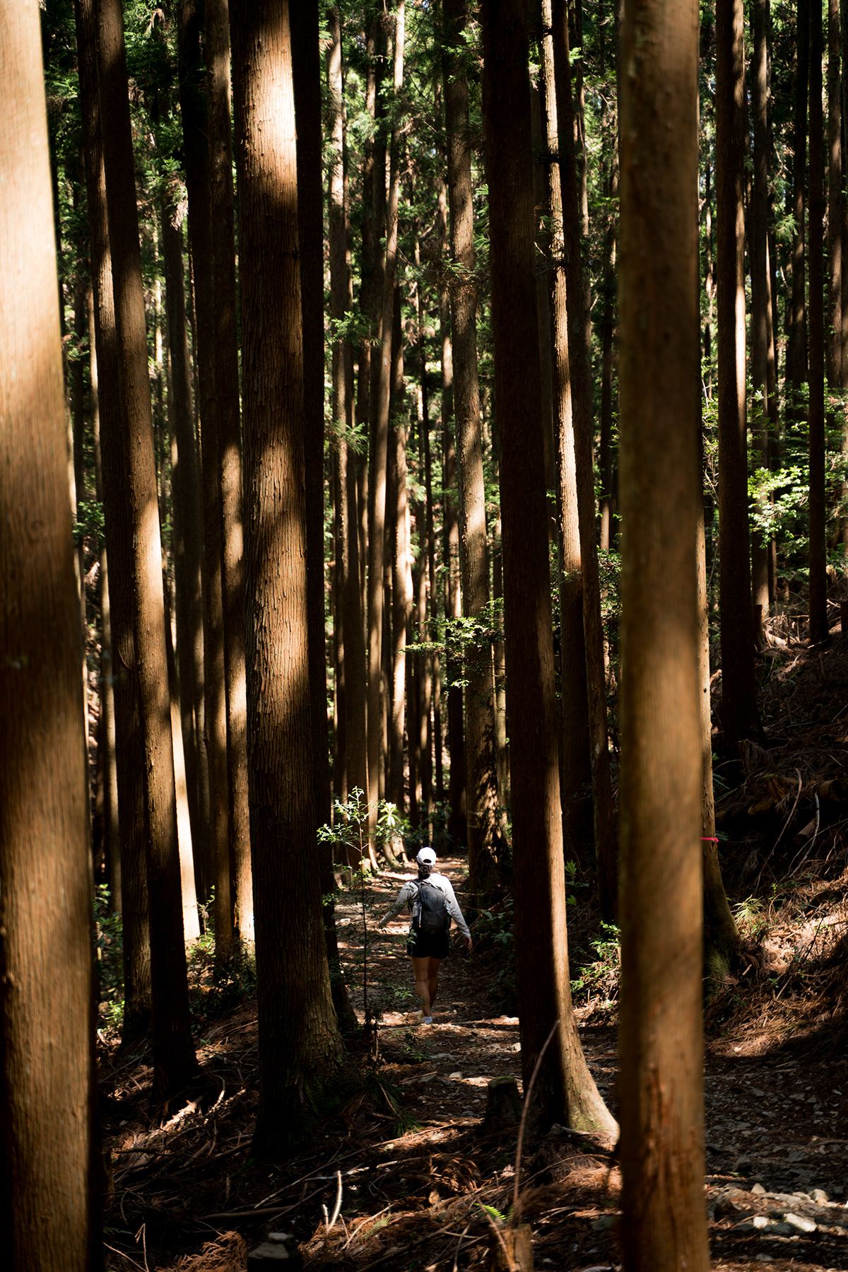 Kumano Kodo, Japan. Photograph by Jonathan Byrne.