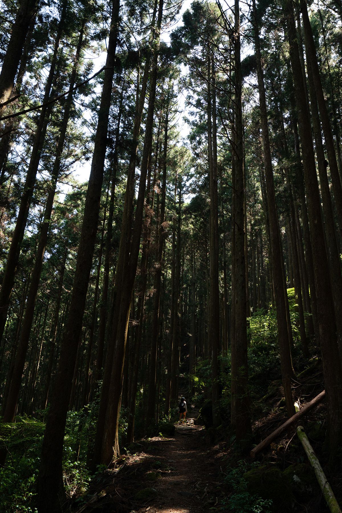 Kumano Kodo, Japan. Photograph by Jonathan Byrne.