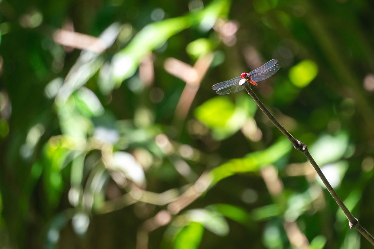Manuel Antonio, Costa Rica. Photograph by Jonathan Byrne.