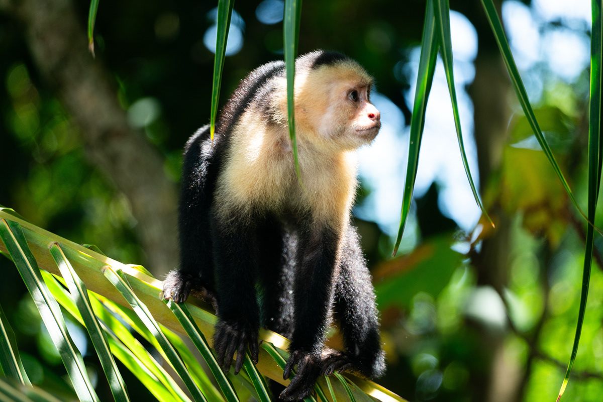 Manuel Antonio, Costa Rica. Photograph by Jonathan Byrne.