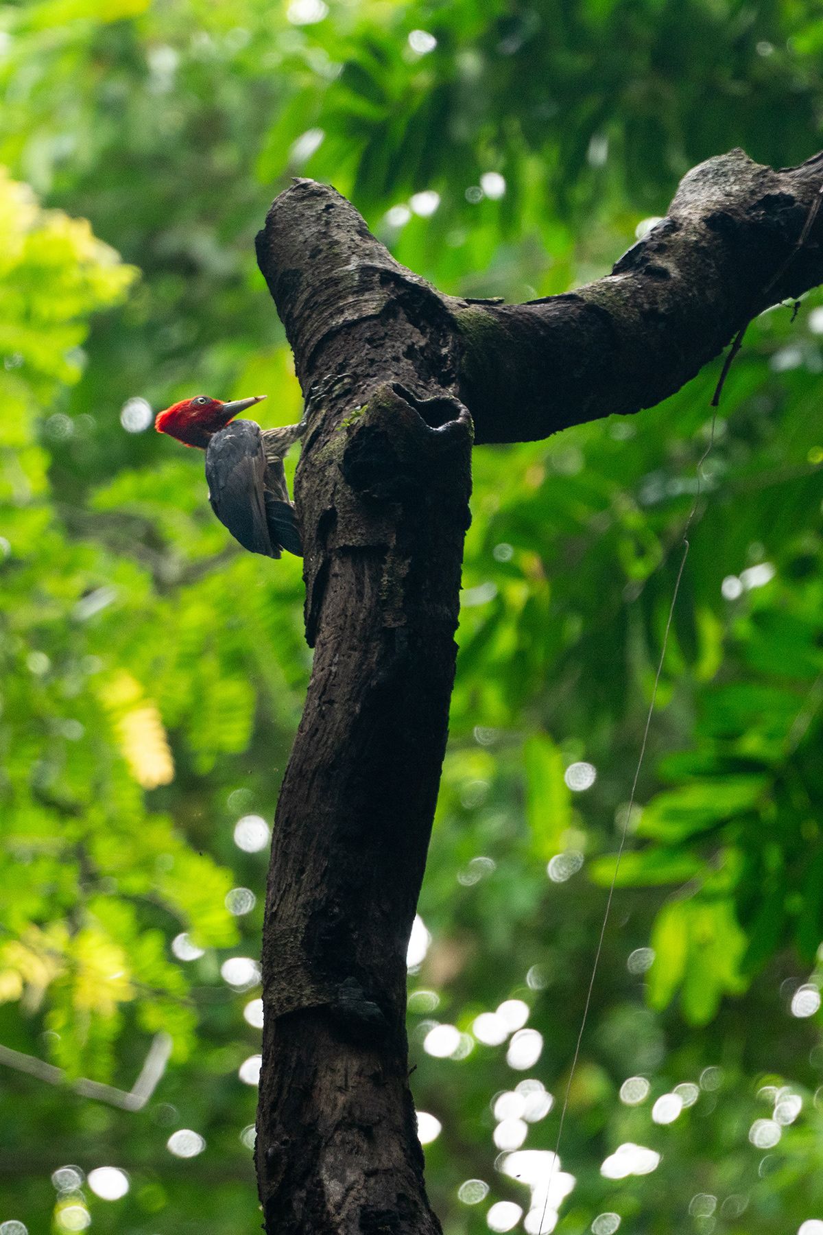 Manuel Antonio, Costa Rica. Photograph by Jonathan Byrne.