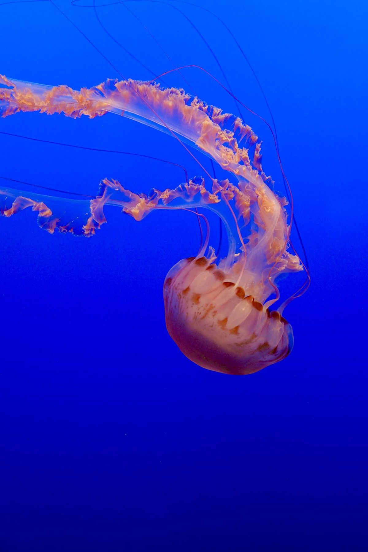 Monterey, California. Photograph by Jonathan Byrne.
