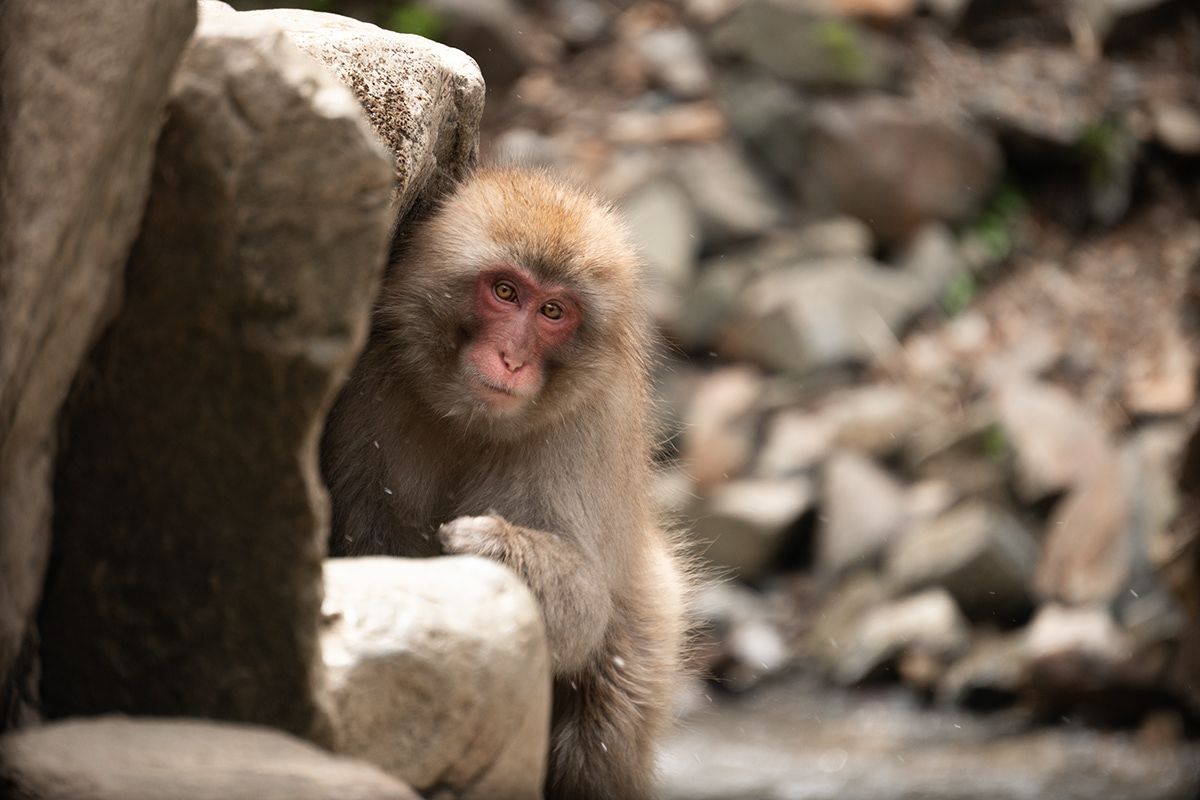 Nagano, Japan. Photograph by Jonathan Byrne.