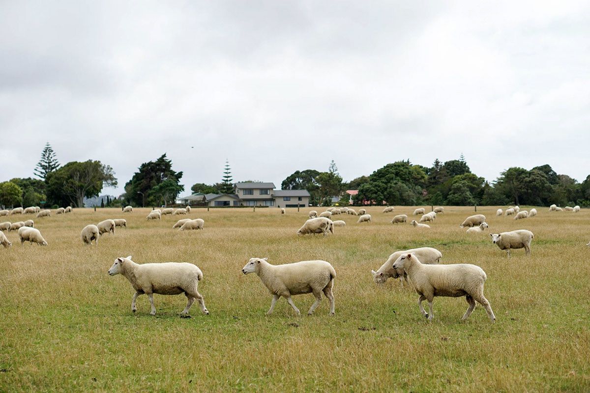 New Zealand, New Zealand. Photograph by Jonathan Byrne.