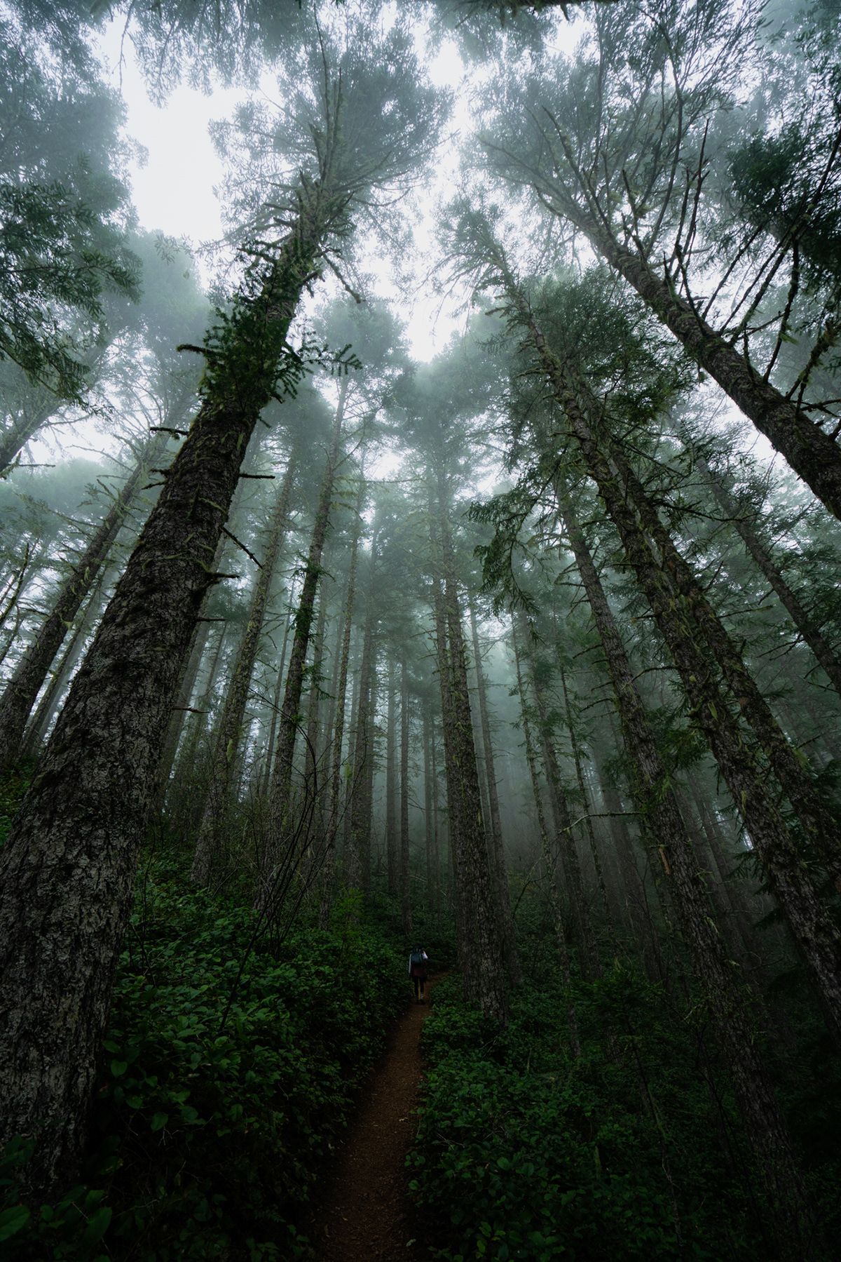 Olympic, USA. Photograph by Jonathan Byrne.