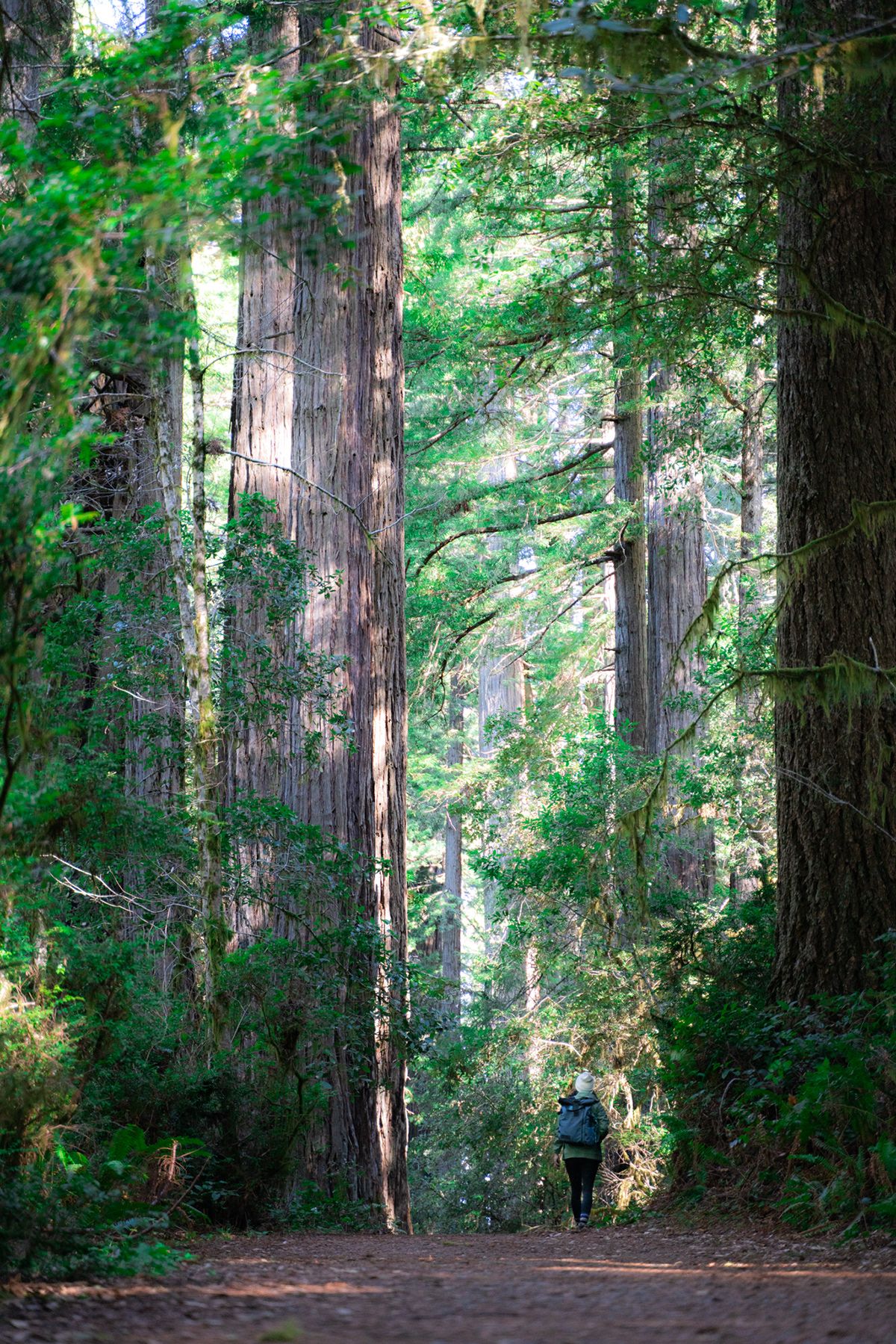 Redwood, USA. Photograph by Jonathan Byrne.