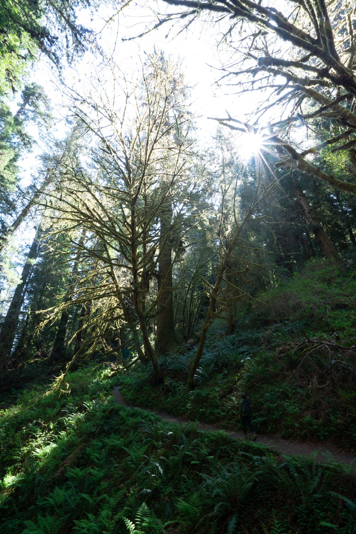 Redwood, USA. Photograph by Jonathan Byrne.