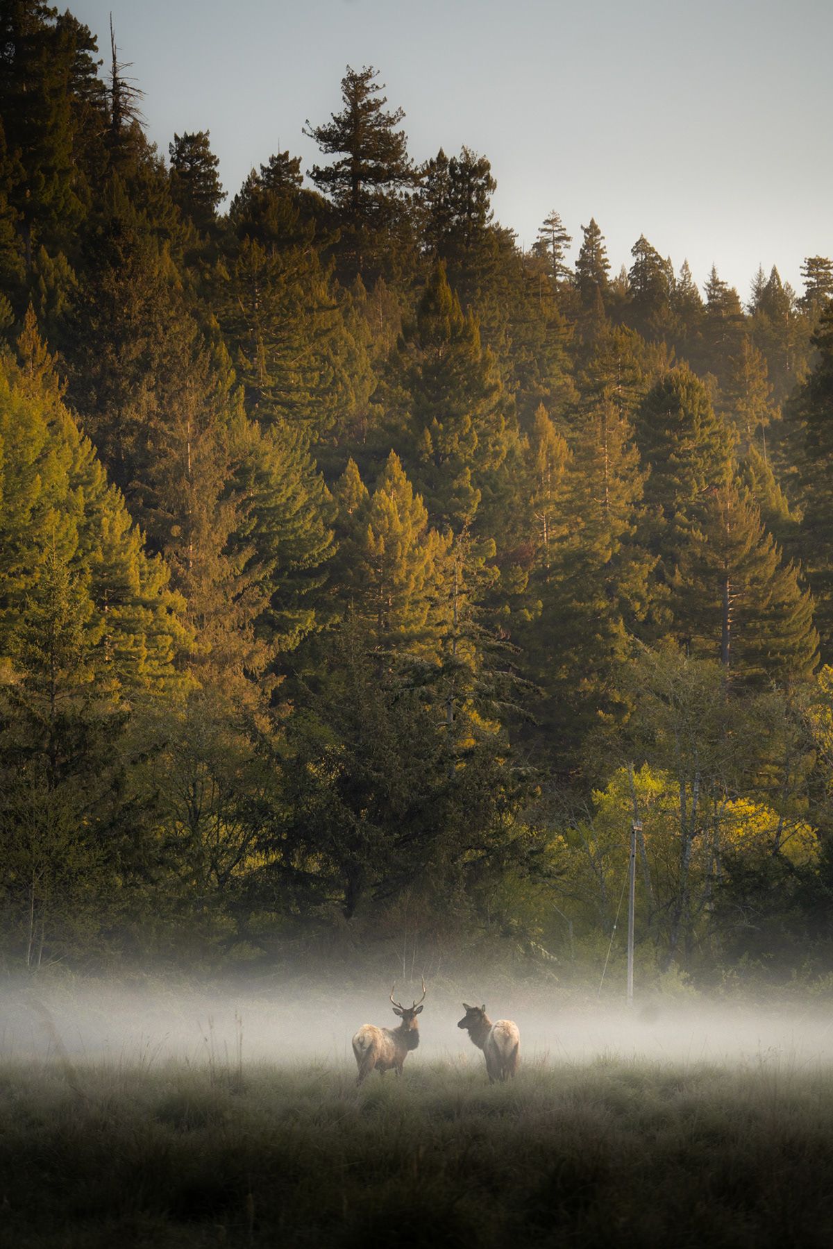 Redwood, USA. Photograph by Jonathan Byrne.