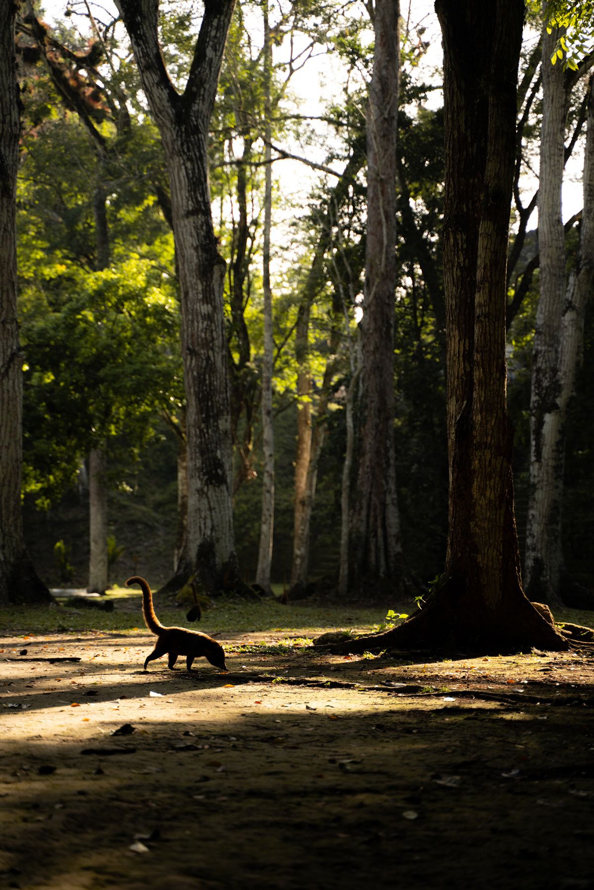 Tikal, Guatemala. Photograph by Jonathan Byrne.