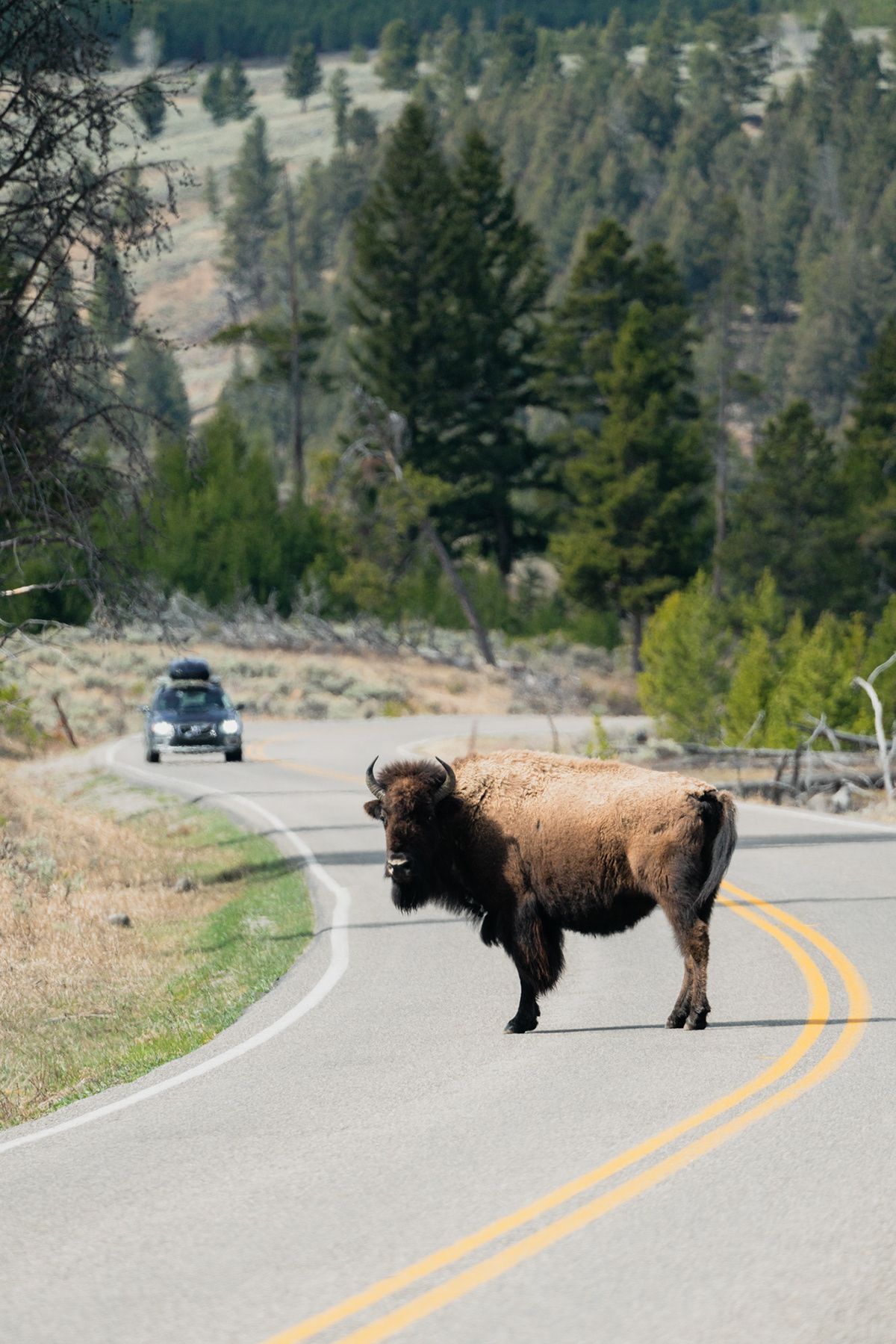 Yellowstone. Photograph by Jonathan Byrne.