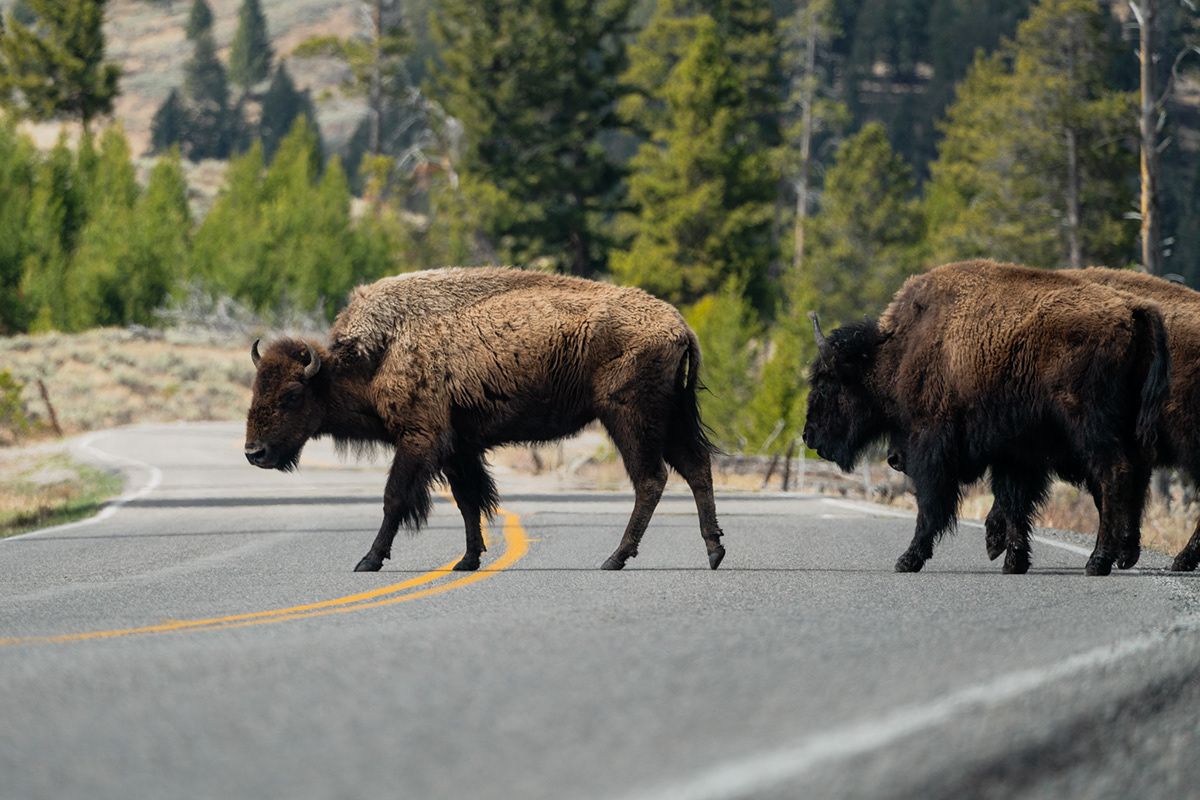 Yellowstone, USA. Photograph by Jonathan Byrne.