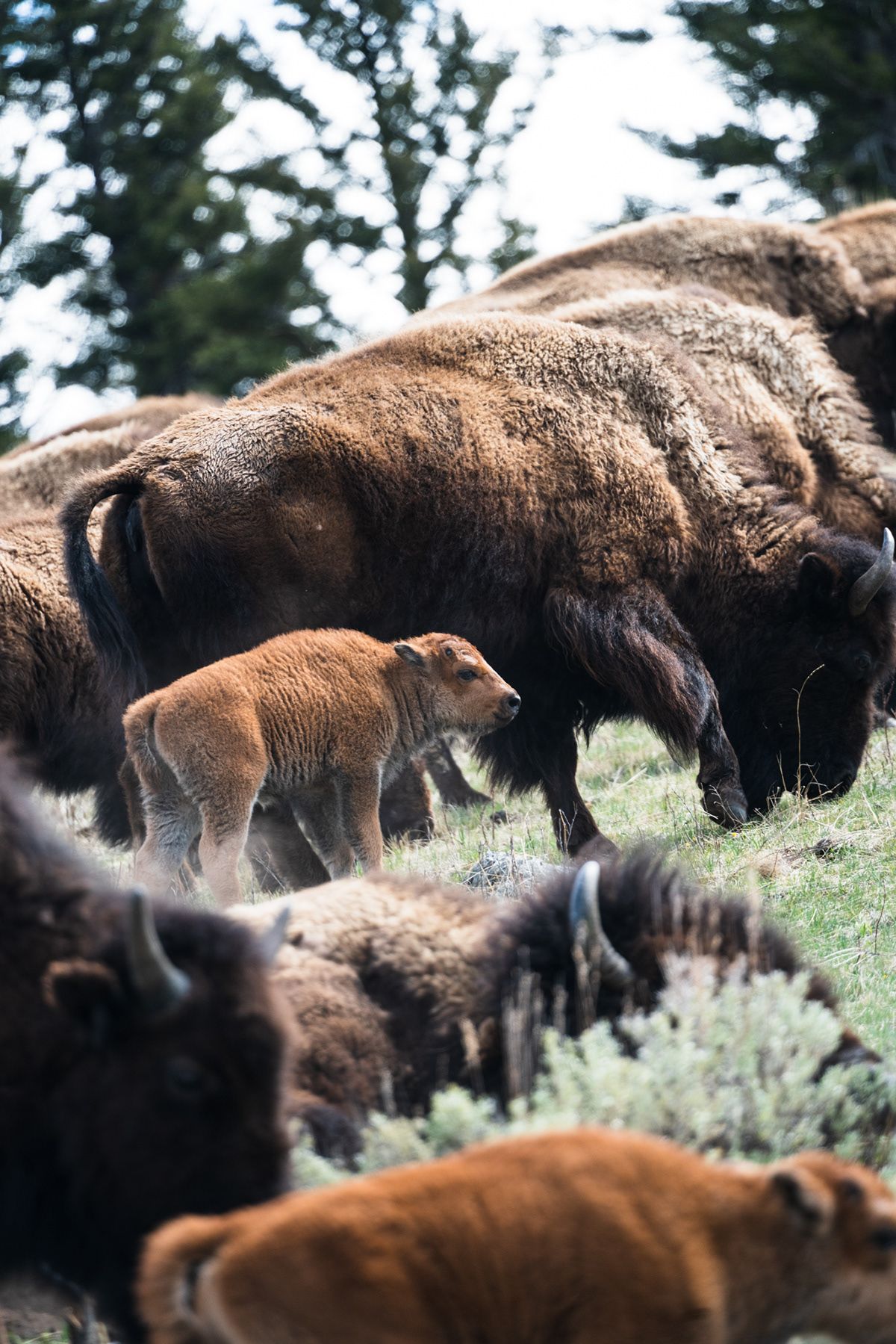 Yellowstone, USA. Photograph by Jonathan Byrne.