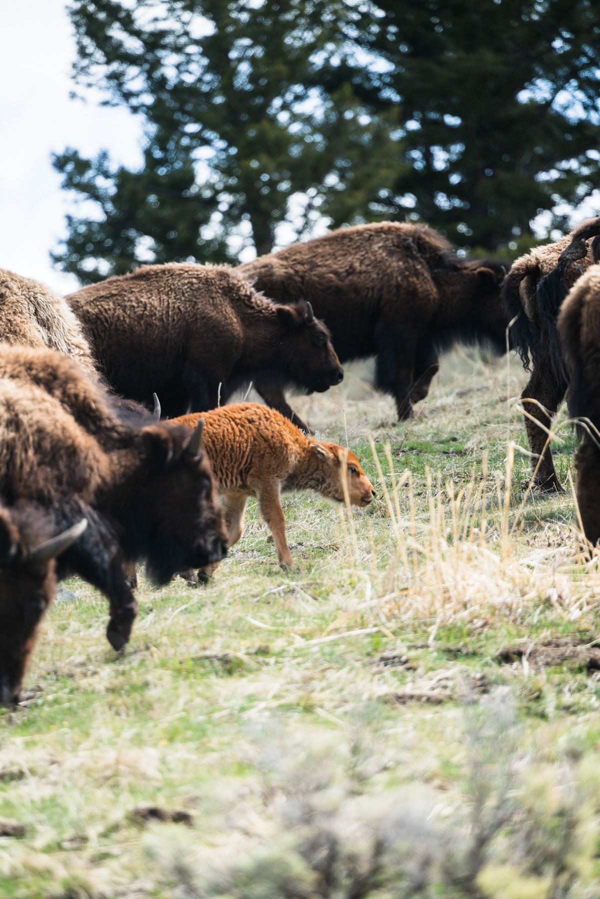 Yellowstone, USA. Photograph by Jonathan Byrne.