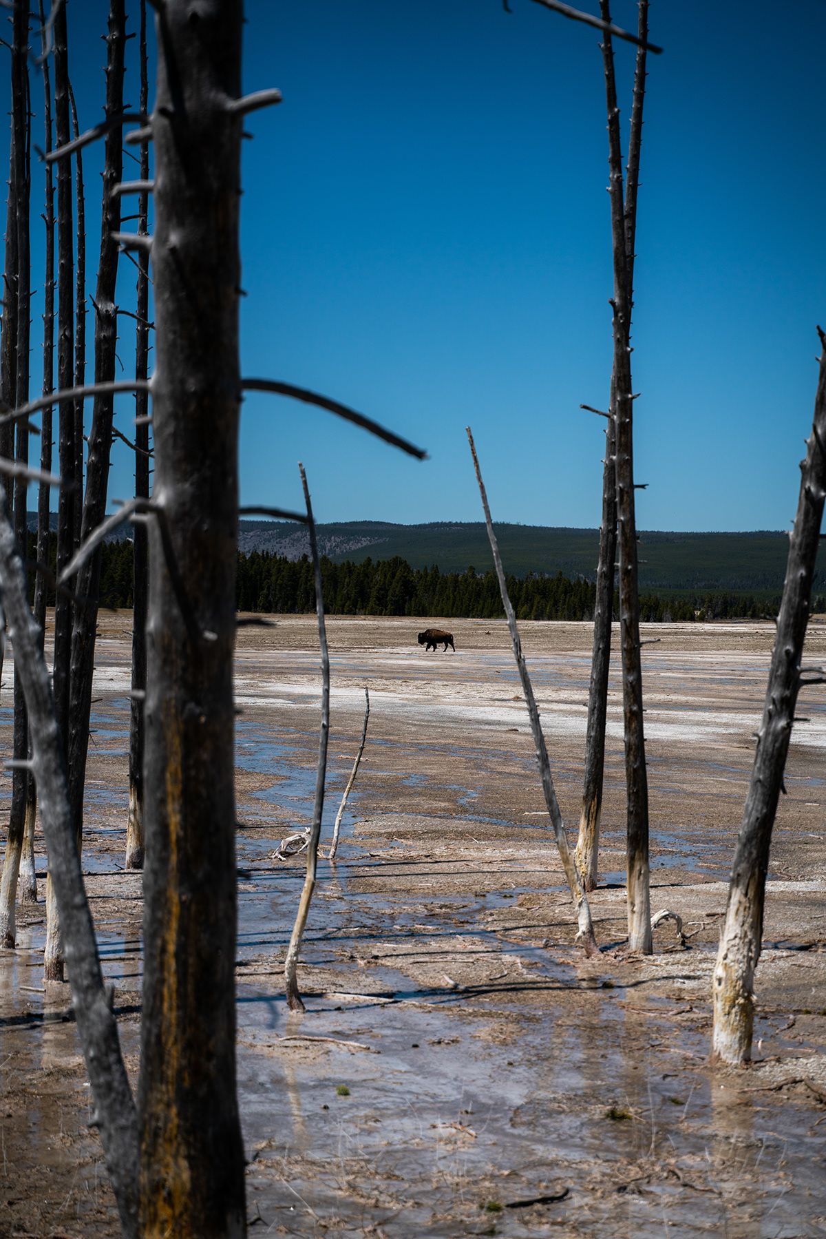 Yellowstone, USA. Photograph by Jonathan Byrne.