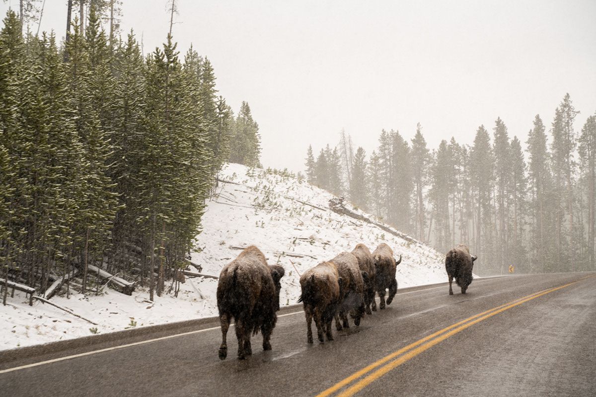 Yellowstone, USA. Photograph by Jonathan Byrne.